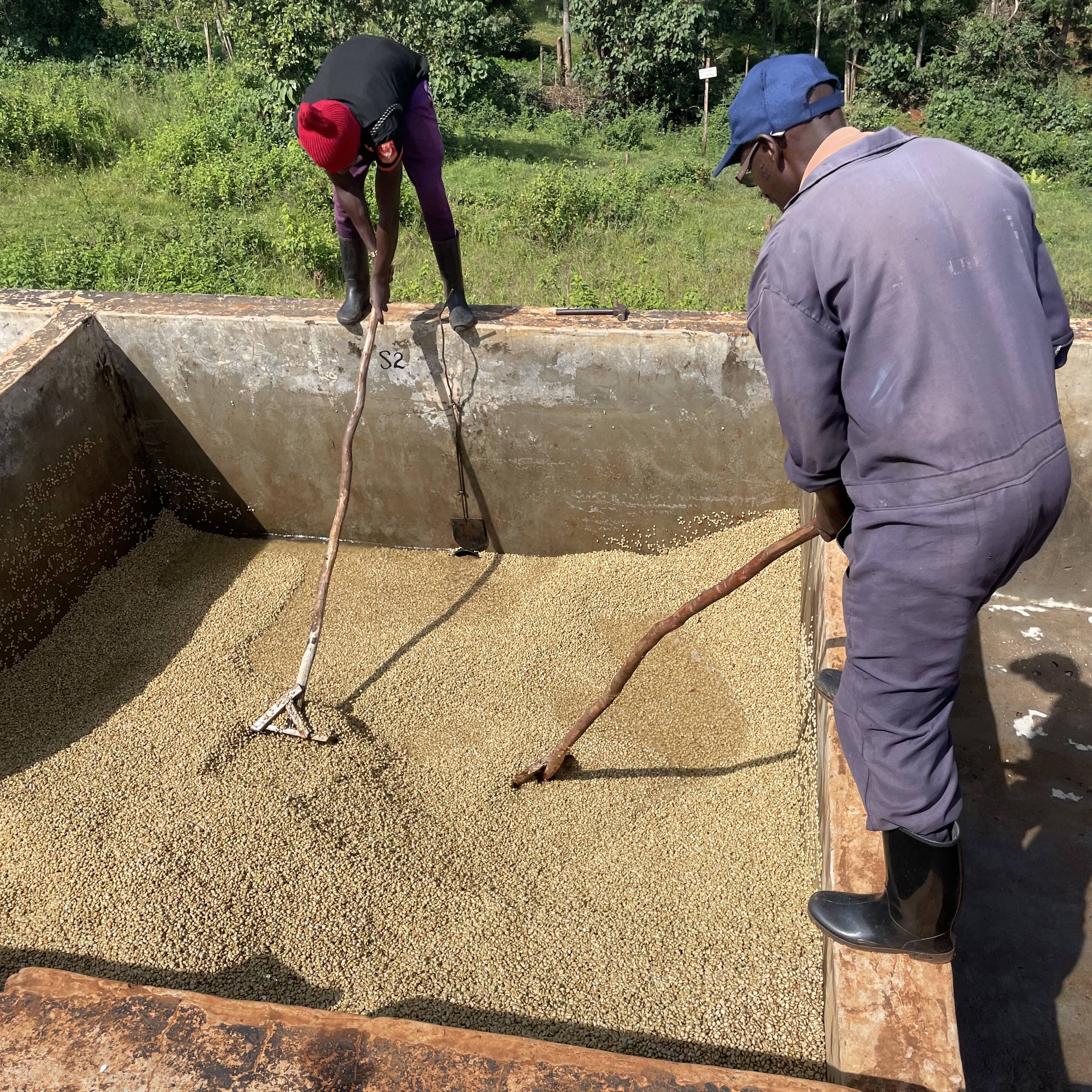 Kenya Kieni Washed(24/25年クロップ) | ORIGIN COUNTRIES for Small